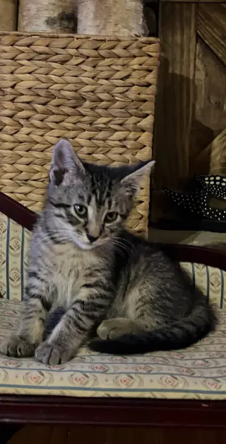 Gabby