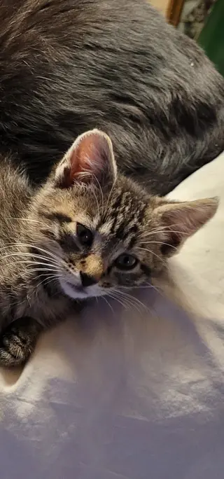Gabby