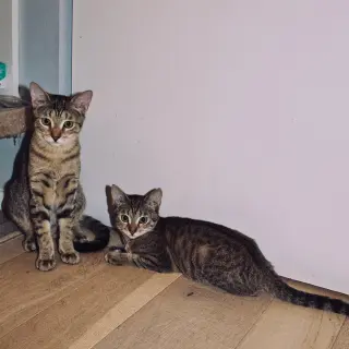 Action & Jackson