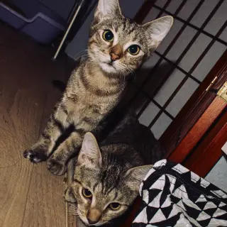 Action & Jackson