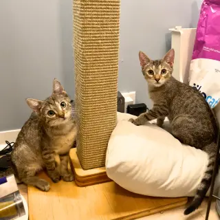 Action & Jackson