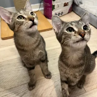 Action & Jackson