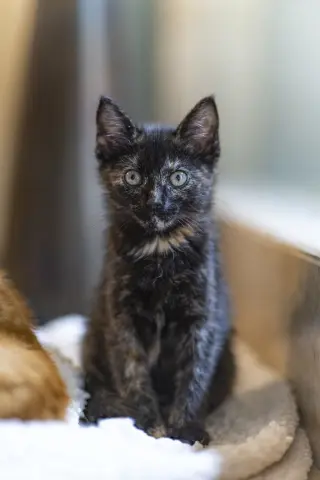 Bibi