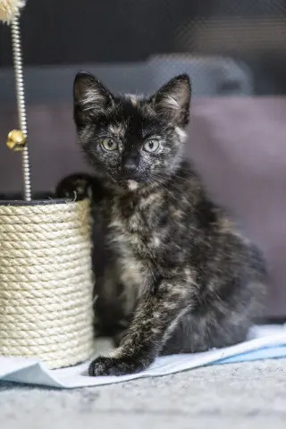 Bibi