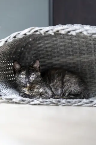 Bibi