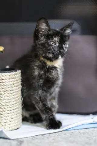 Bibi