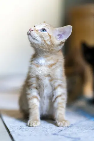 Biscotti