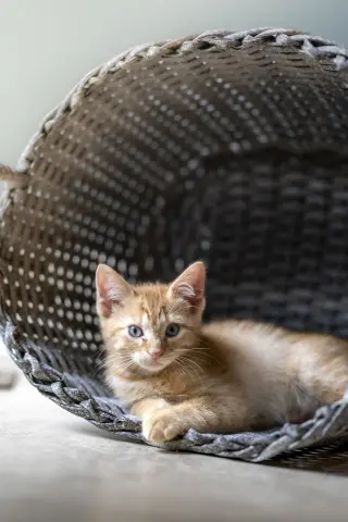 Biscotti