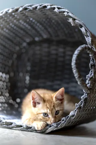 Biscotti