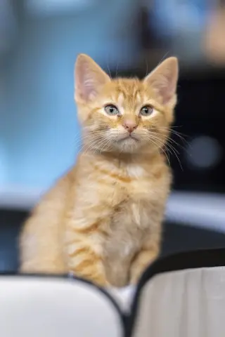 Biscotti