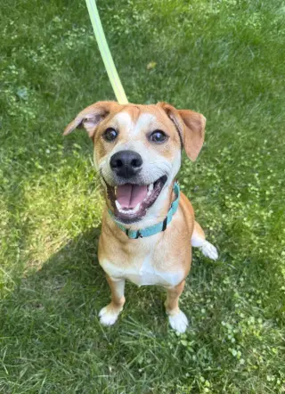 Shaggy - ADOPTED!
