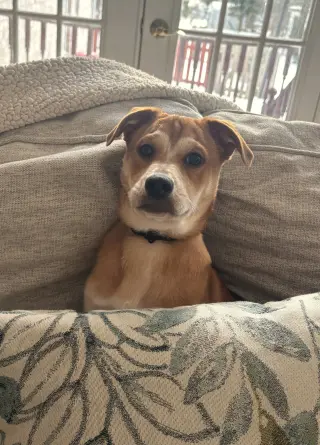 Shaggy - ADOPTED!