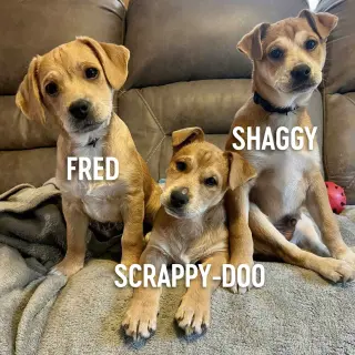Shaggy - ADOPTED!