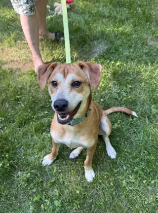Shaggy - ADOPTED!