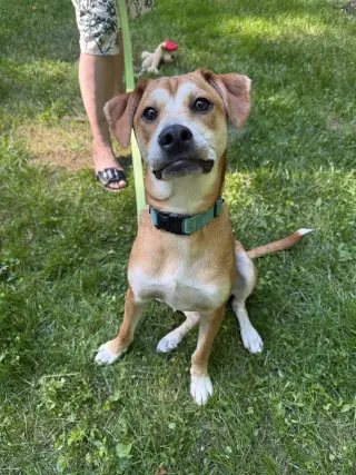 Shaggy - ADOPTED!