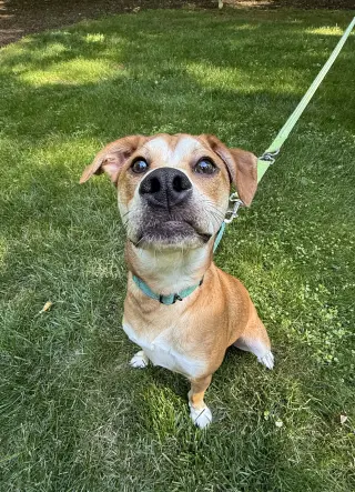 Shaggy - ADOPTED!