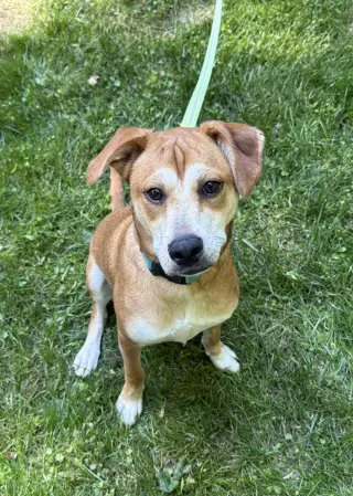 Shaggy - ADOPTED!