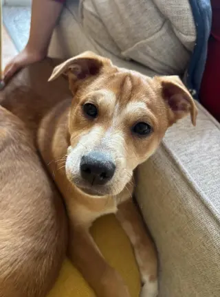 Shaggy - ADOPTED!