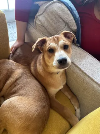 Shaggy - ADOPTED!
