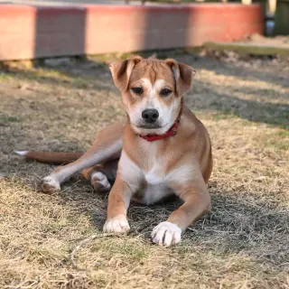 Shaggy - ADOPTED!