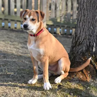 Shaggy - ADOPTED!
