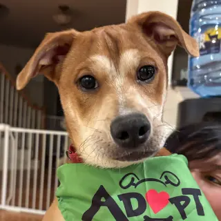 Shaggy - ADOPTED!