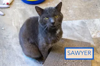 Sawyer (FCID# 05/18/2026 - 2 Trainer)