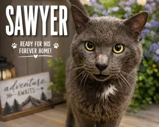 Sawyer (FCID# 05/18/2026 - 2 Trainer)