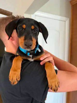 Bo