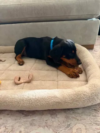 Bo