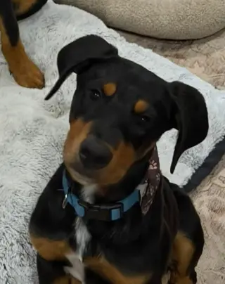 Bo