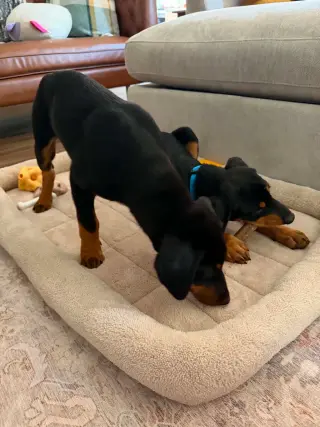 Bo