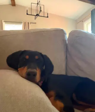 Bo