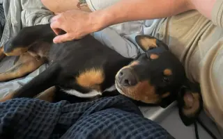 Bo
