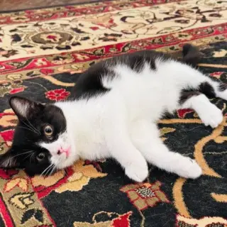 Whisper (this is an oddball!)