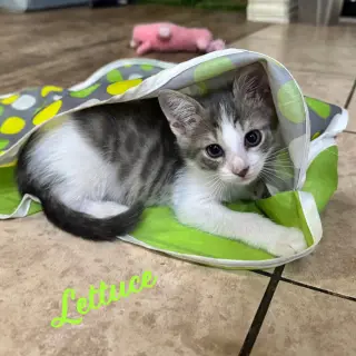 Lettuce #brother-of-Cabbage