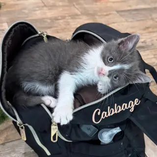 Cabbage #brother-of-Lettuce