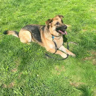 Maya