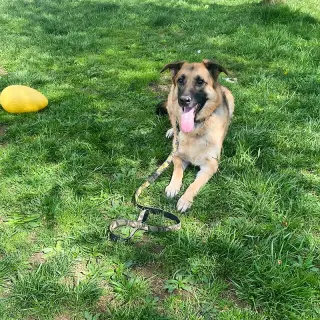 Maya