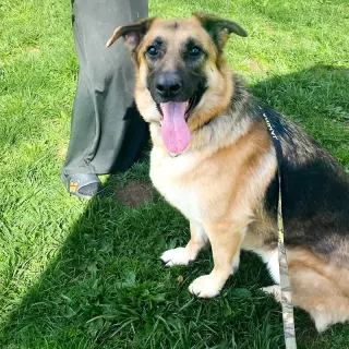 Maya