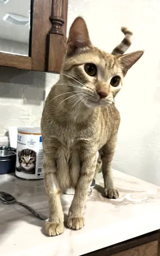 Gabby
