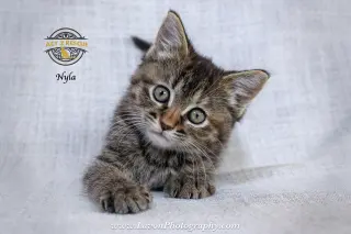 Nyla