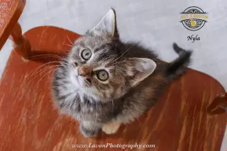 Nyla