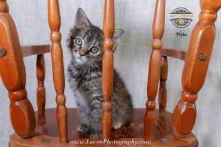 Nyla