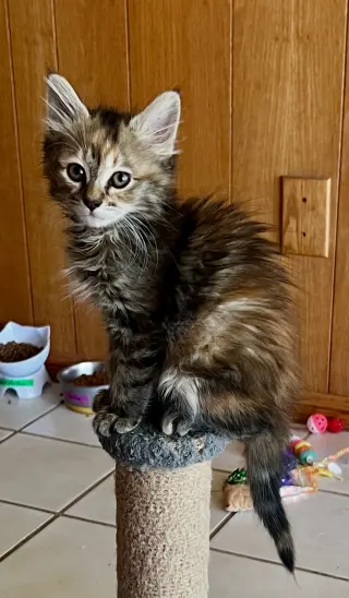 Tawny