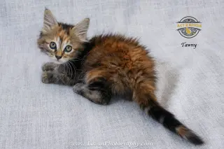 Tawny