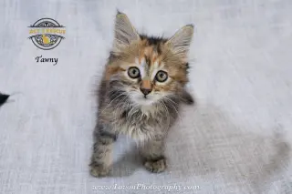 Tawny