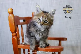 Tawny