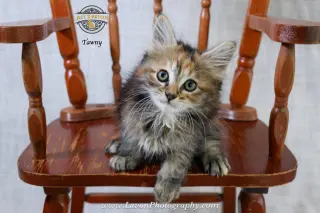 Tawny