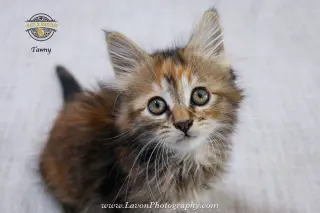 Tawny
